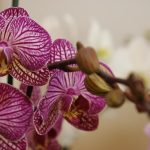 4 regler för orkidévård som även florister är tysta om