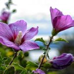 Hur man beskär hibiskus ordentligt för att få en frodig