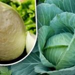 Kål kan lagras hela vintern utan förluster: en farfars metod