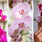 Orkidén blommar på hösten om du matar den en gång