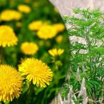 Portulaca, vetegräs, ragweed: hur man kan bli av med ogräs