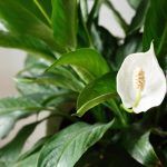 Spathiphyllum blackens: hur man räddar kvinnlig lycka från att ruttna